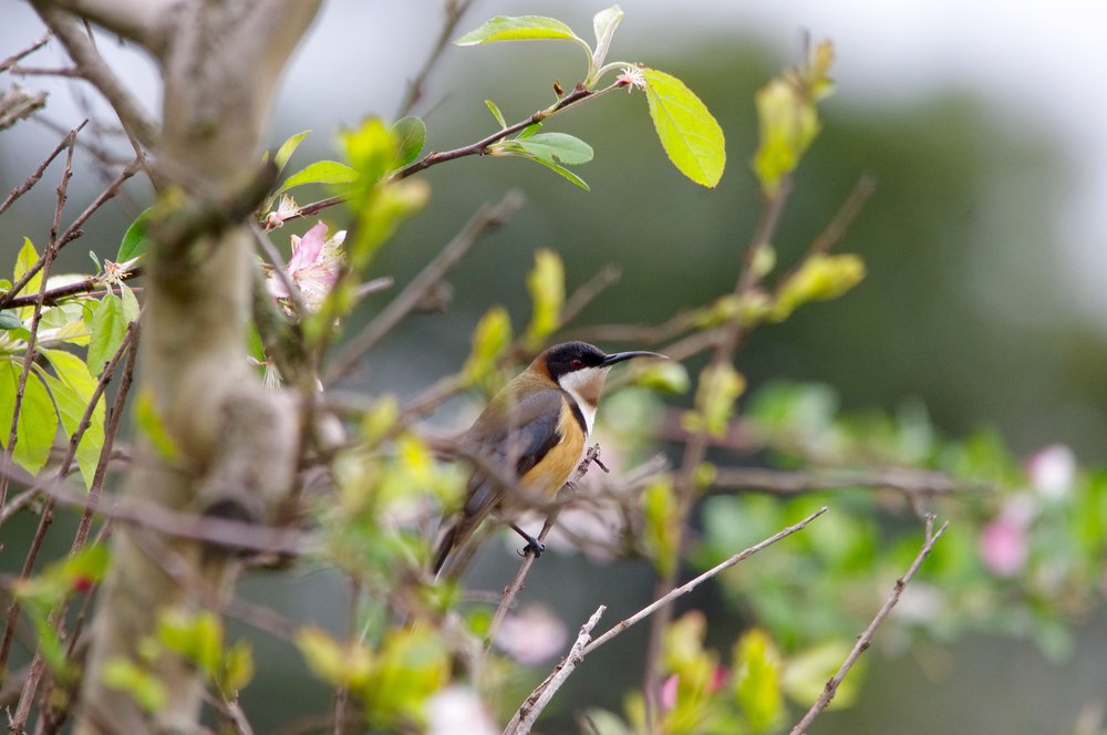 Spring visits from eastern spinebills have brought joy to my family for years, but their presence at our place has recently become permanent. Last year we had chicks raised in the garden. Will they succeed this year?