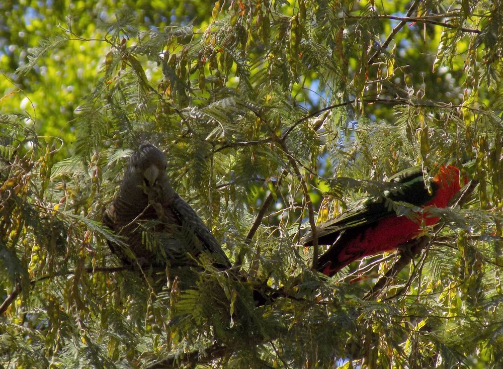  A Gang Gang Cockatoo and a King Parrot. 