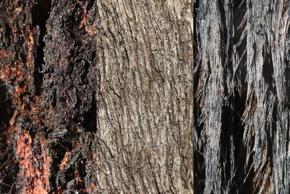  The different bark characteristics of the dominant eucalypts (left to right: Red Ironbark, Grey Box, and Red Stringybark) give the box-ironbark forests an unmistakeable character.  Image: Rowan Mott 