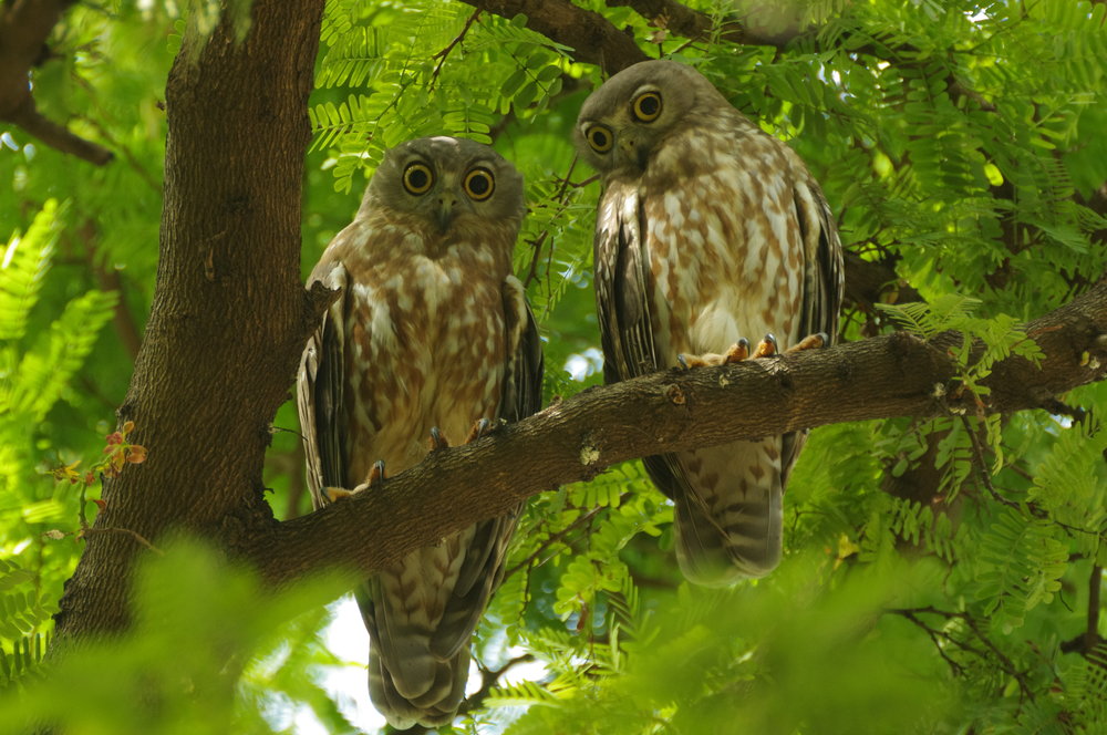  Species that depend on large tree hollows, such as the Barking Owl, are threatened by the lack of large trees in present day box-ironbark forests. The thin, multi-stemmed growth form of most of the trees simply cannot provide enough of this vital habitat feature.  Image: Rowan Mott 