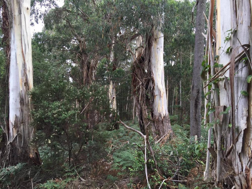  The Gully boasts some impressive native trees as well as more low-lying flora.  