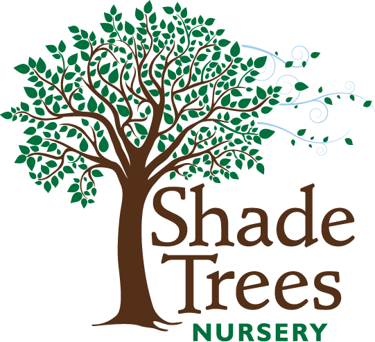 Shade Tree Nursery Inc