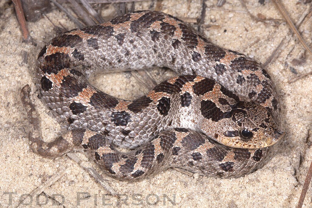 Southern Hognose Snake The Wildlife Society Florida Chapter,Rock Candy Recipe Fast