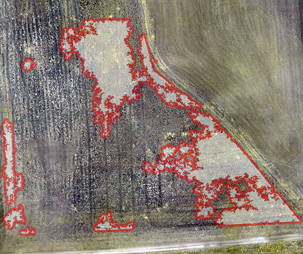 Poverty Weed coverage was quantified using Agribotix UAV collected color and infrared images and image processing software. The trapezoidal field above has 16% of its surface covered by poverty weed.