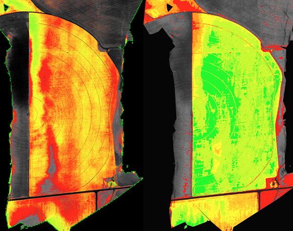 The NDVI image (left) and DVI image (right) are shown of a canopied barley field. Notice the NDVI image shows the healthiest area of the field to be in the upper half of the pivot close to the road and the DVI image shows just the opposite. Elsewhere in the fields these images give similarly conflicting results.