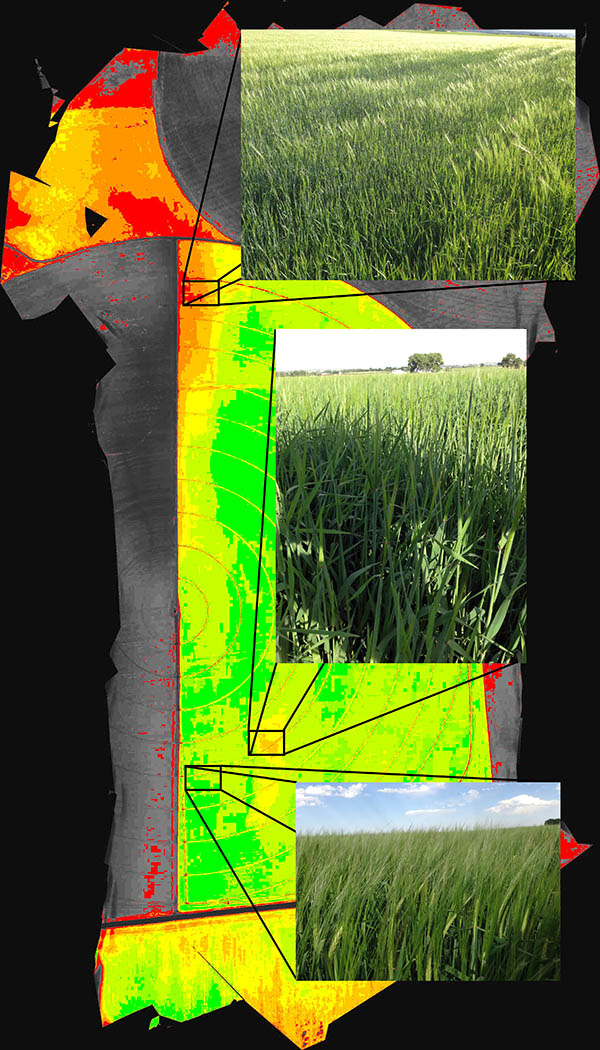 DVI image of canopied barley field clearly identifies stronger and weaker field zones. Notice the large, whitish barley heads in the image of the green area on the ground and the lack of development in the yellow and orange hole in the southern part of the field. In the weak northern area, the red finger that extends into the field corresponds to the greener areas in the image, where the barley has not begun to produce grain yet.