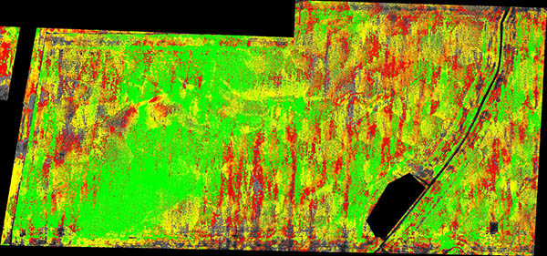 DVI image of this ca. 100-acre cornfield identifies dramatic heterogeneity that is not visible from the perimeter and was unknown to the grower.