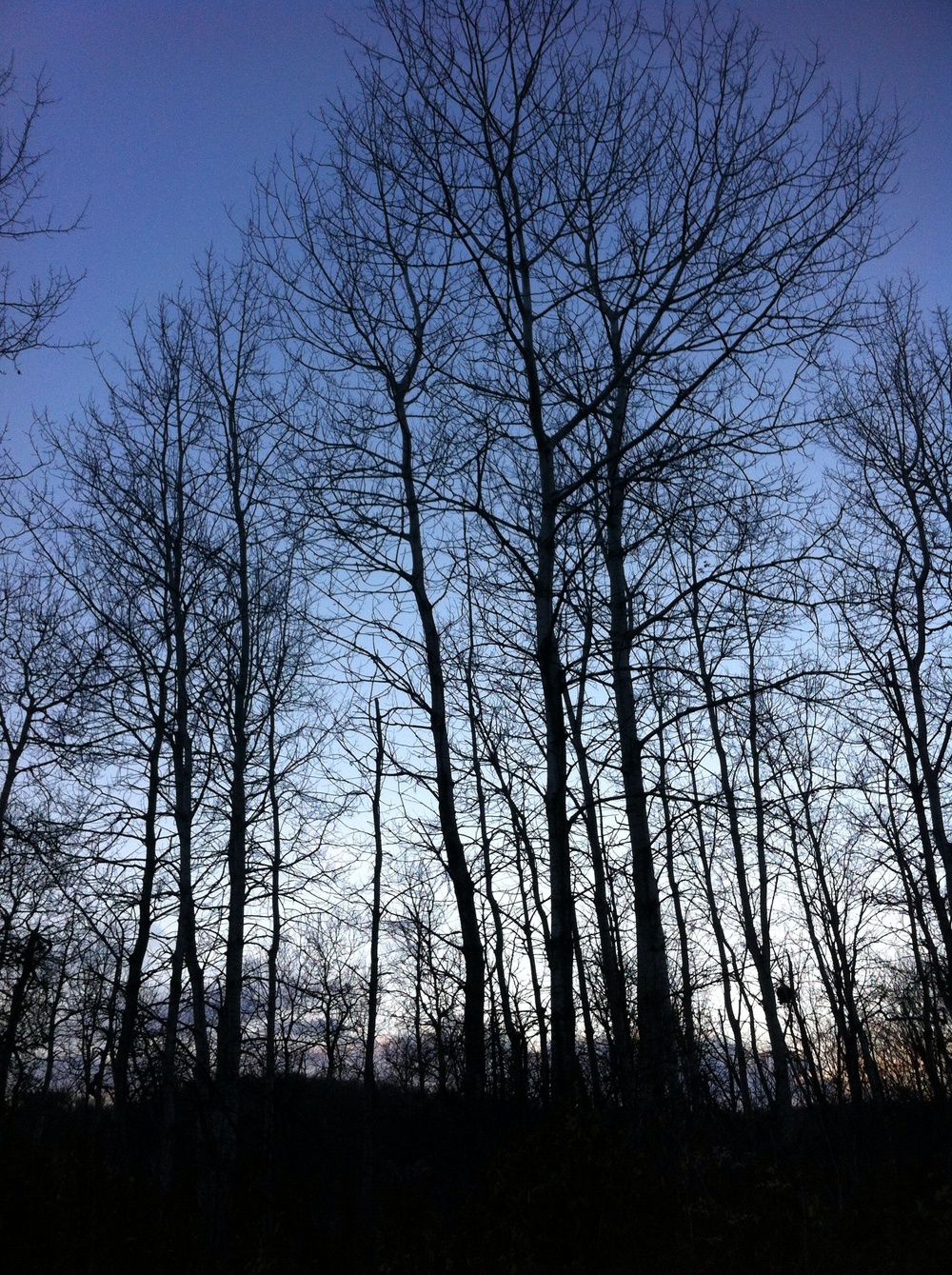 Tree tops at sunset. 