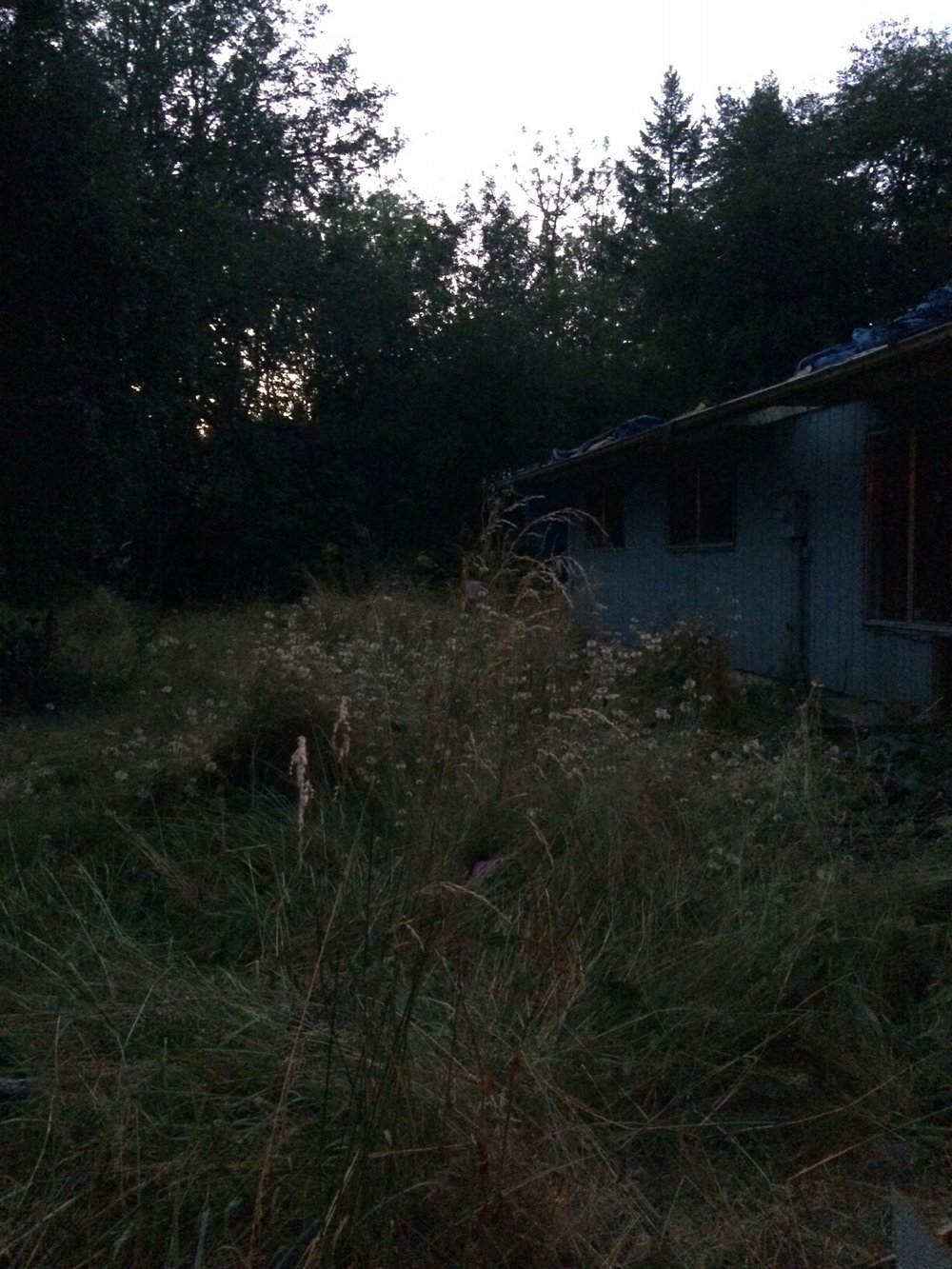the overgrown front yard in not-quite-dawn light