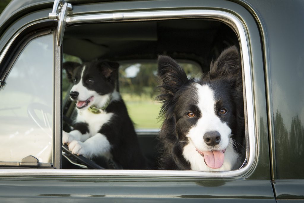 Two happy dogs in a car