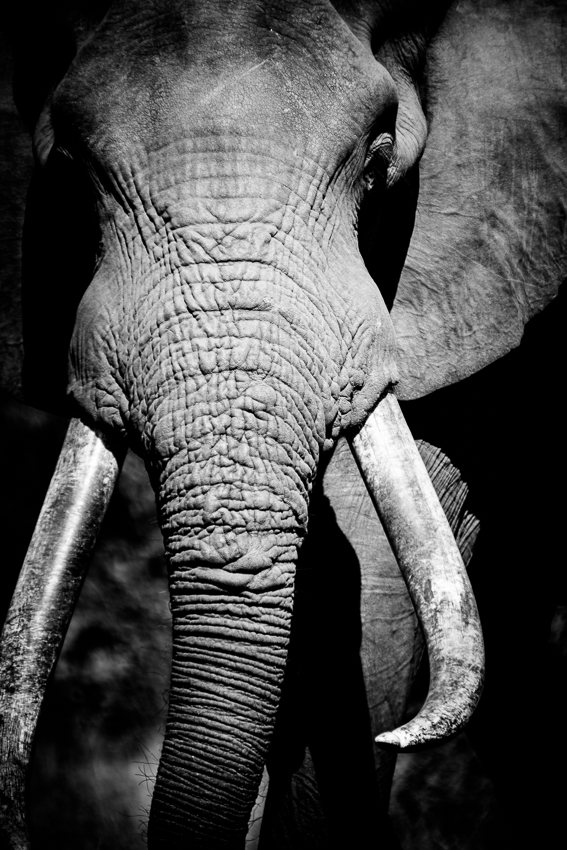 New Work - Elephant Fine Art Photography — beth wold - Fine Art Photography