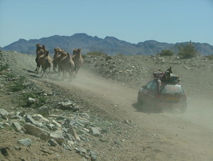 Mr-09-shane-camels.JPG