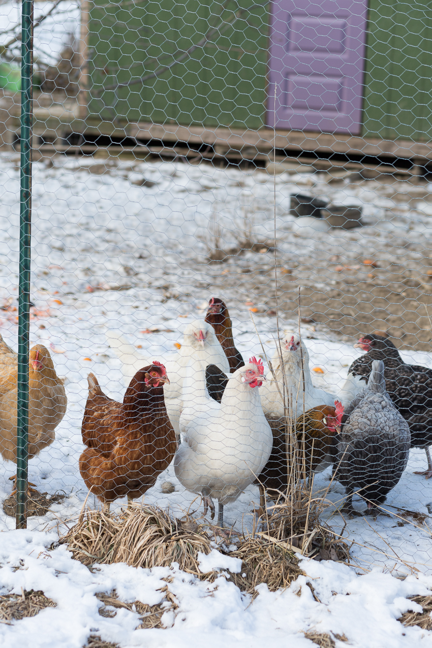 pretty hens in chicken coop