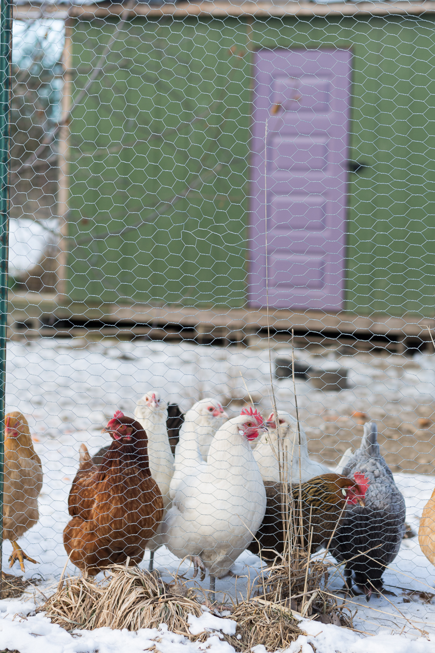 Ecovillage chicken coop