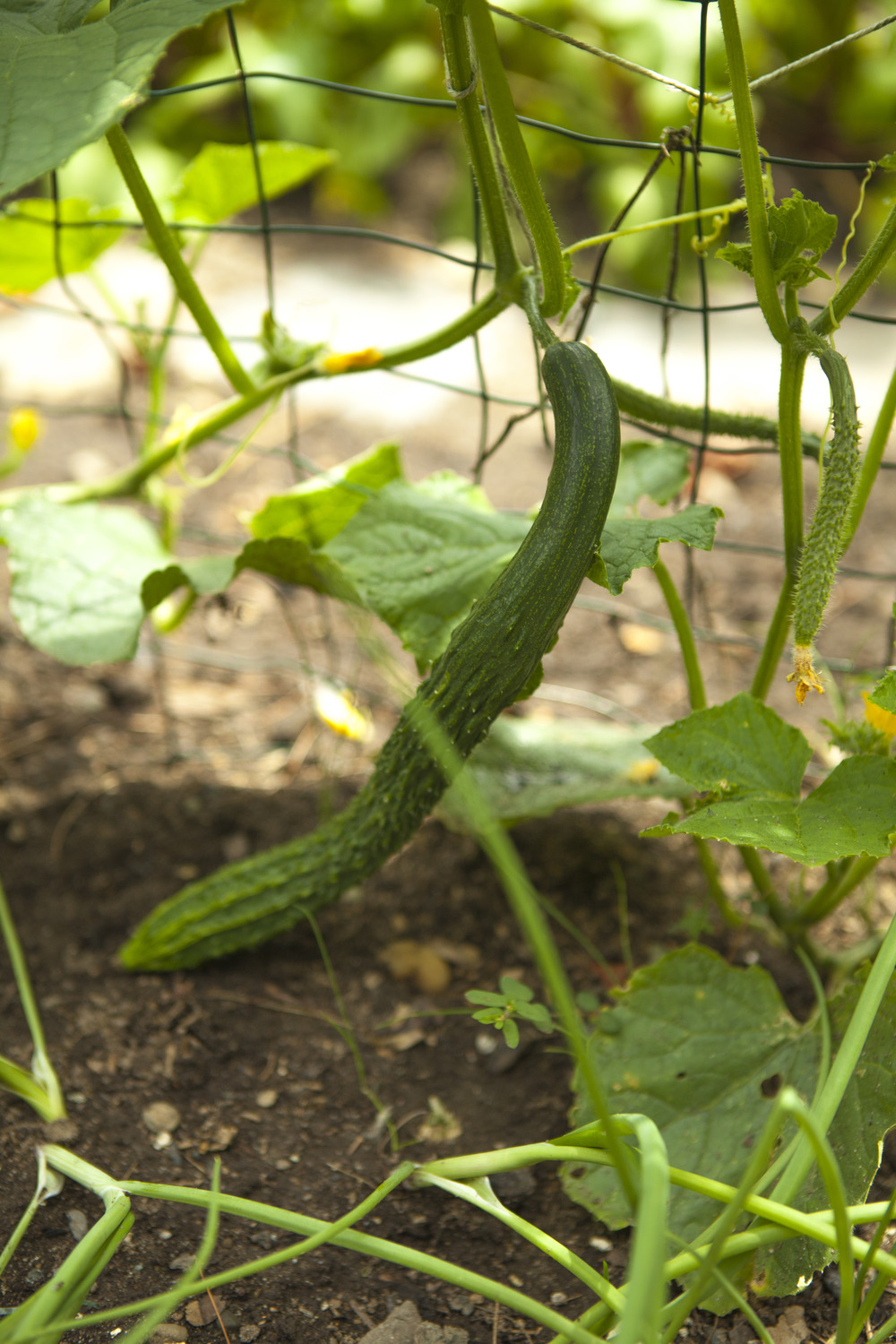 This Suyo cucumber variety has been a heavy producer of 12