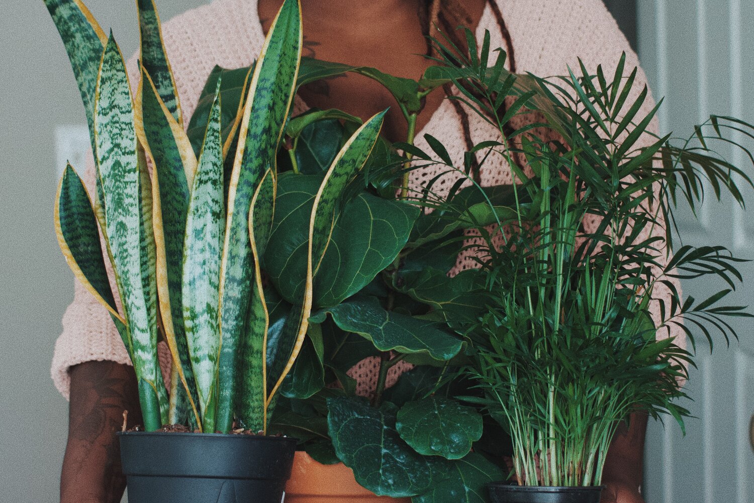 Q&A Sunday The Best Place for a Feng Shui Plant — Anjie Cho