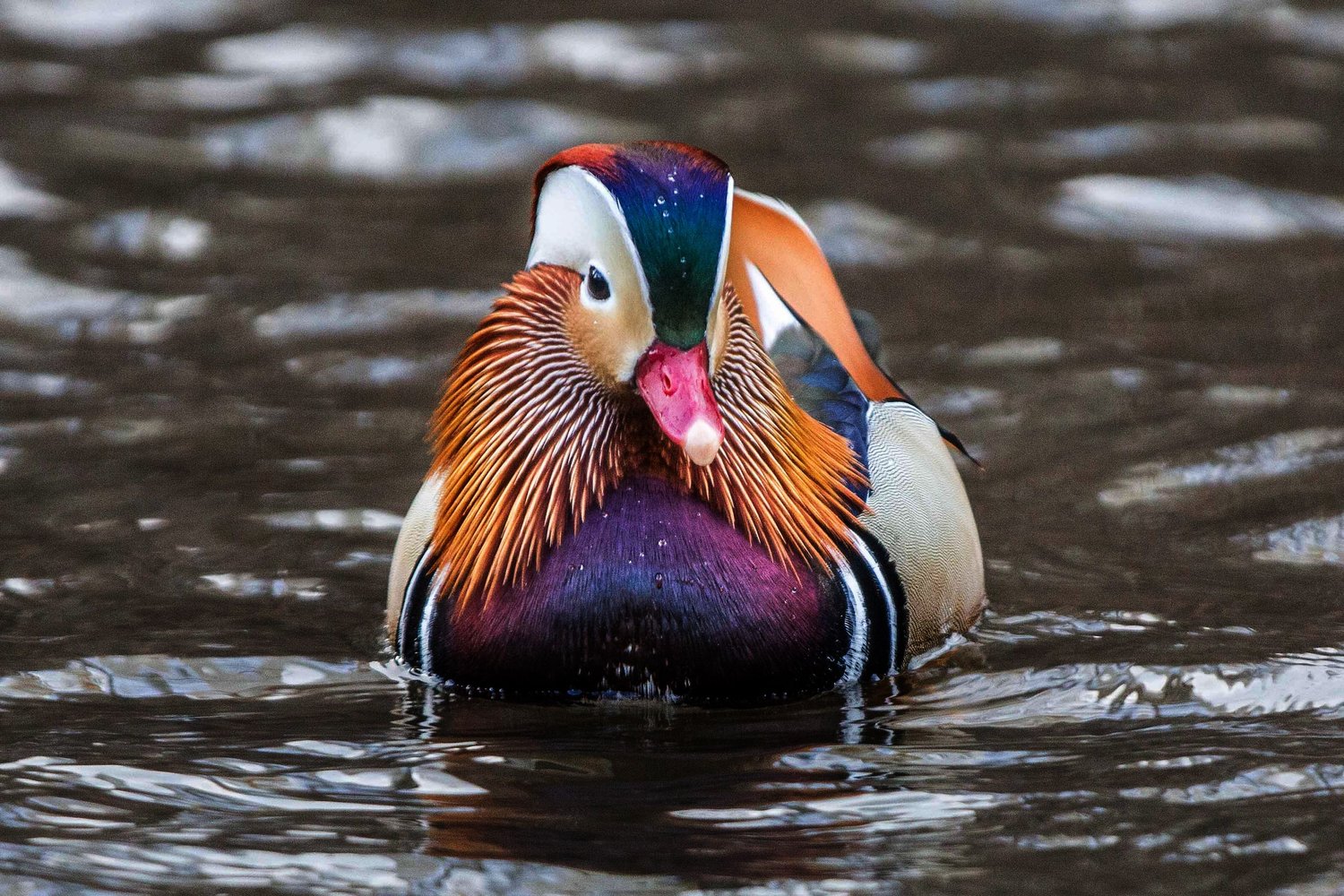How to Work with the Mandarin Duck Symbol for Love and Partnership — Anjie  Cho