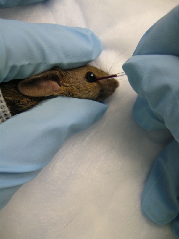 Common Blood Collection - Rodent — 