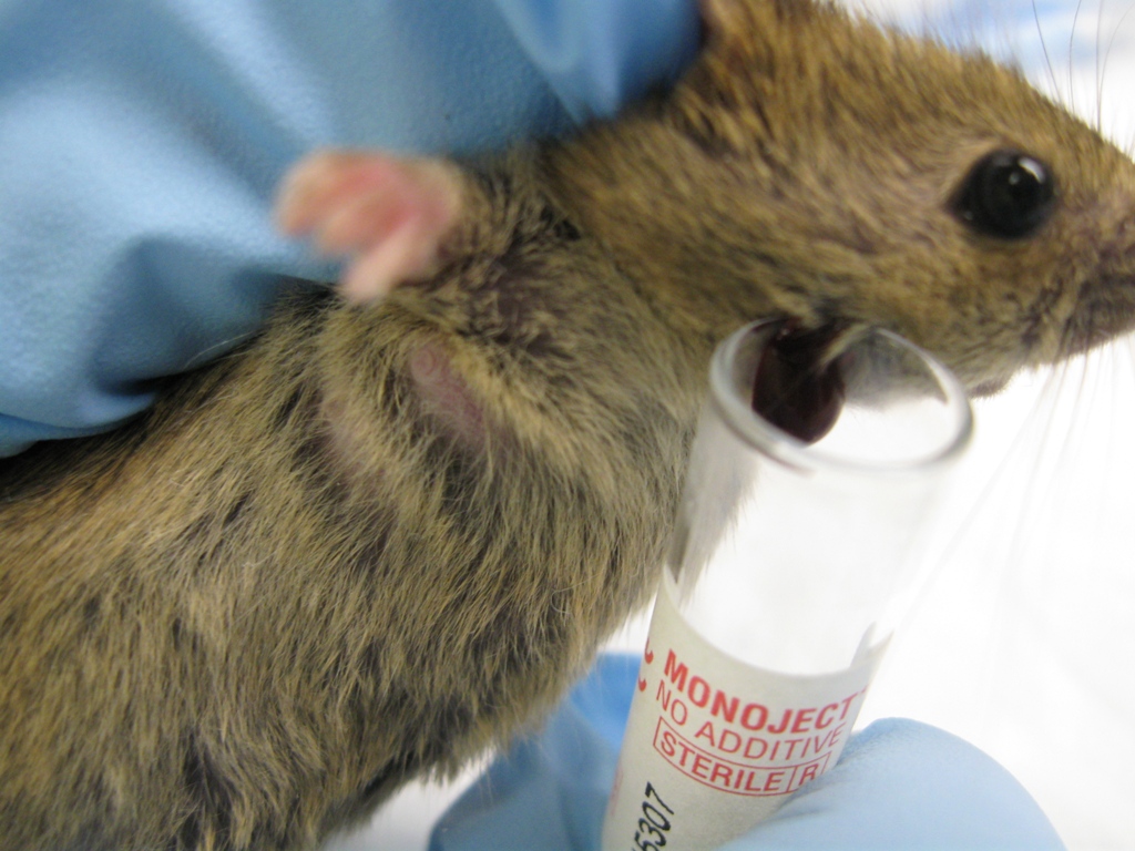 Advanced Blood Collection - Rodents — 