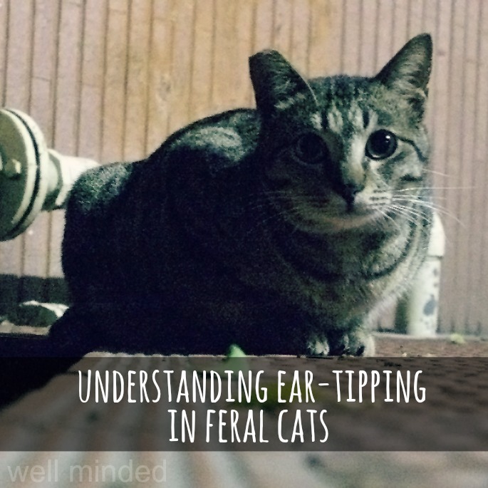 understanding eartipping in feral cats — well minded pets