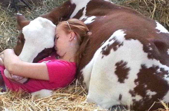 Animal rights  Cow+girl+hug