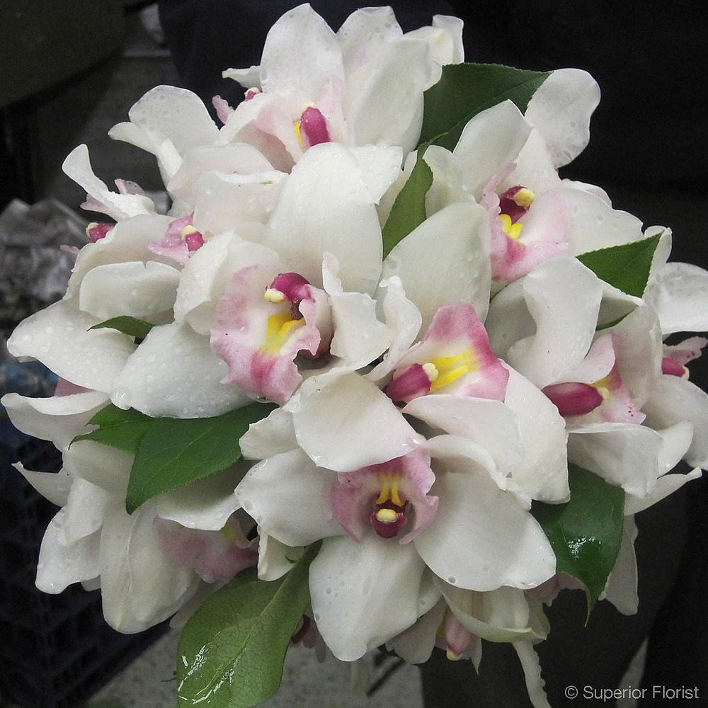 White Cymbidium Orchid Bouquet