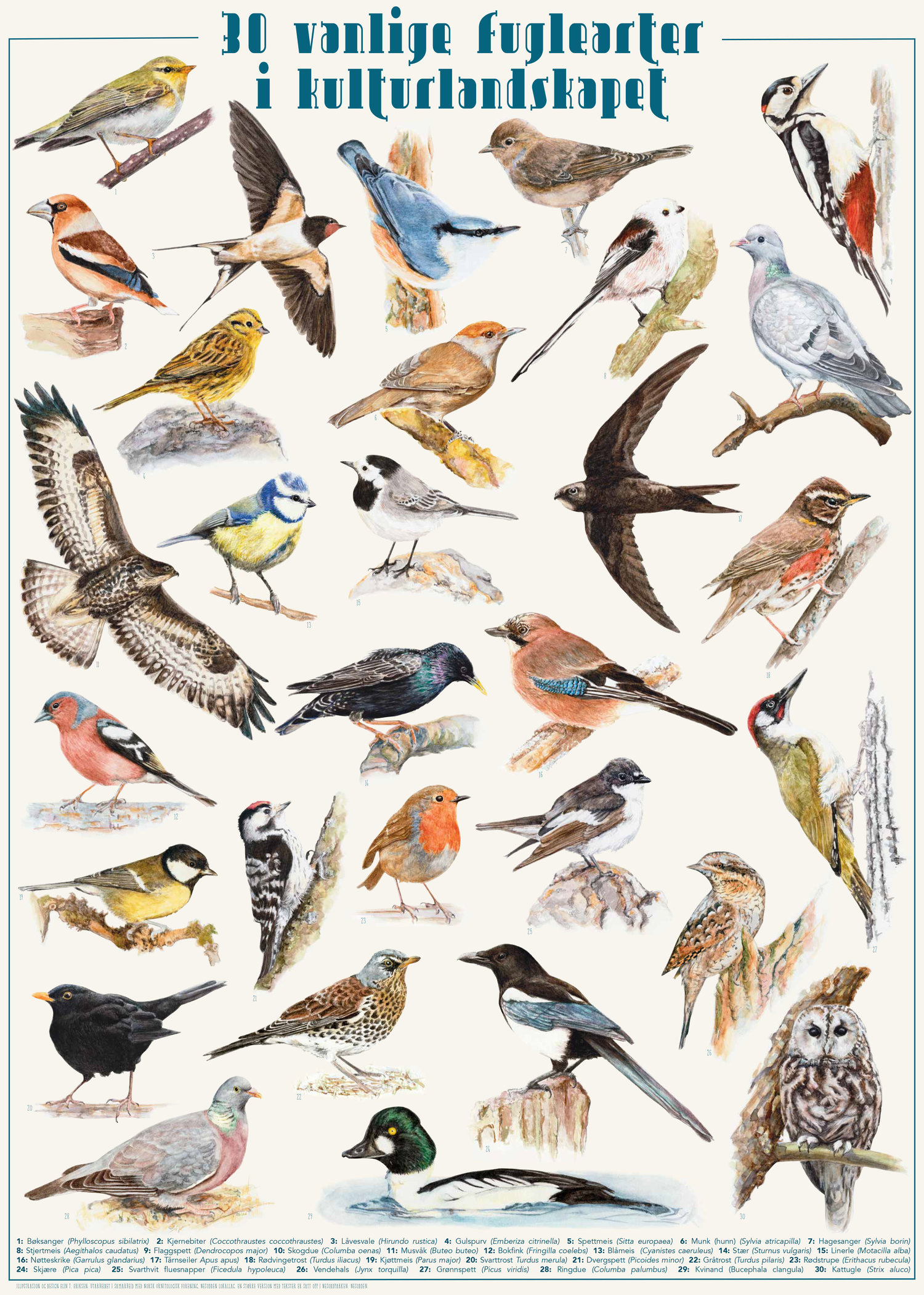 kom over egyptisk Tvunget Fugleplakat - Ny utgave med 7 nye fugler og 42 insekter — Elin Eriksen