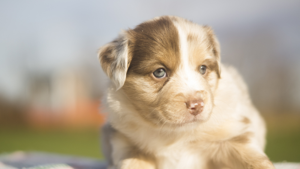 red quotes tumblr Merle Puppies Red Miniature Shepherd Australian Images