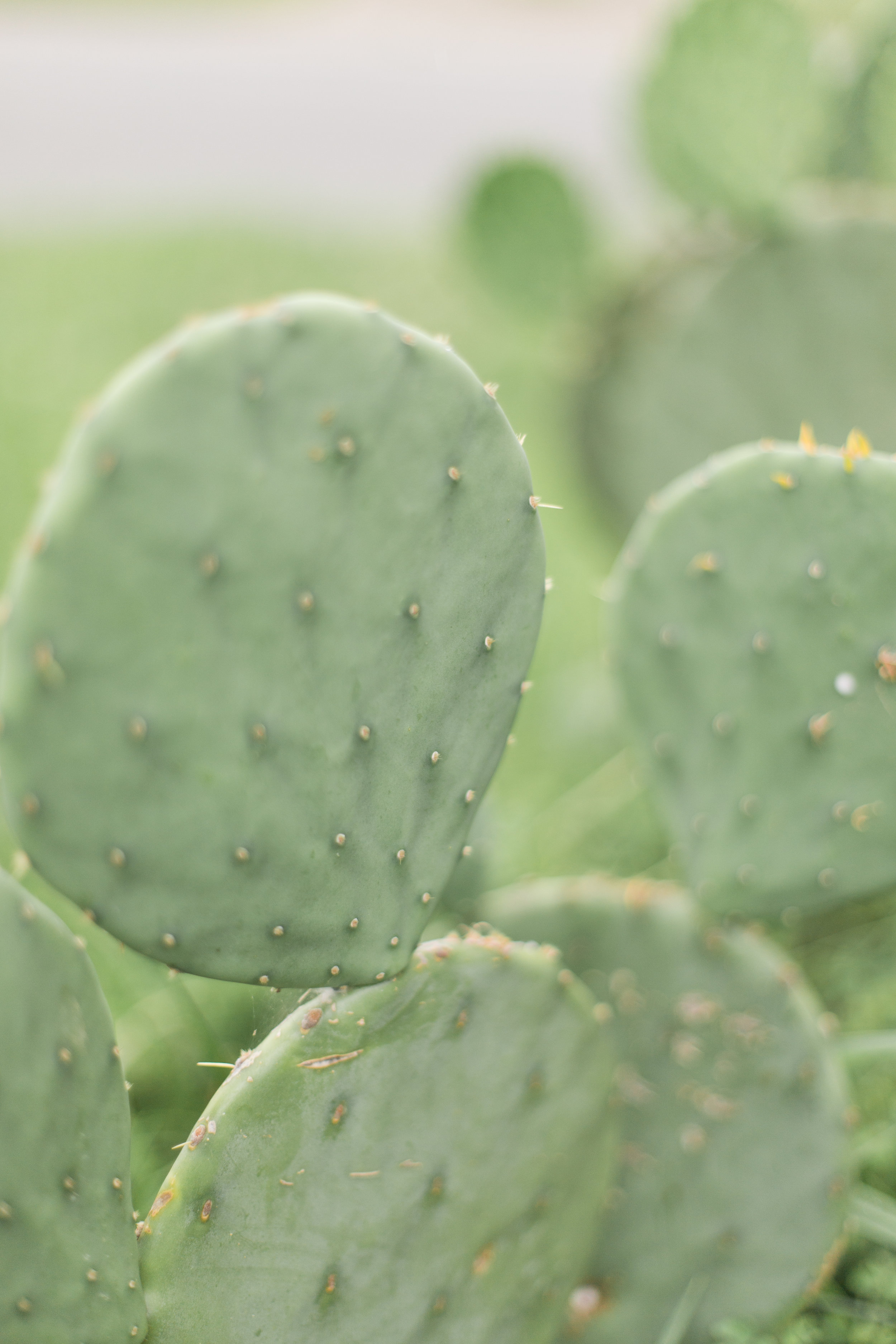  Pretty green prickly pear cactus. Our tortoises love to eat them. 