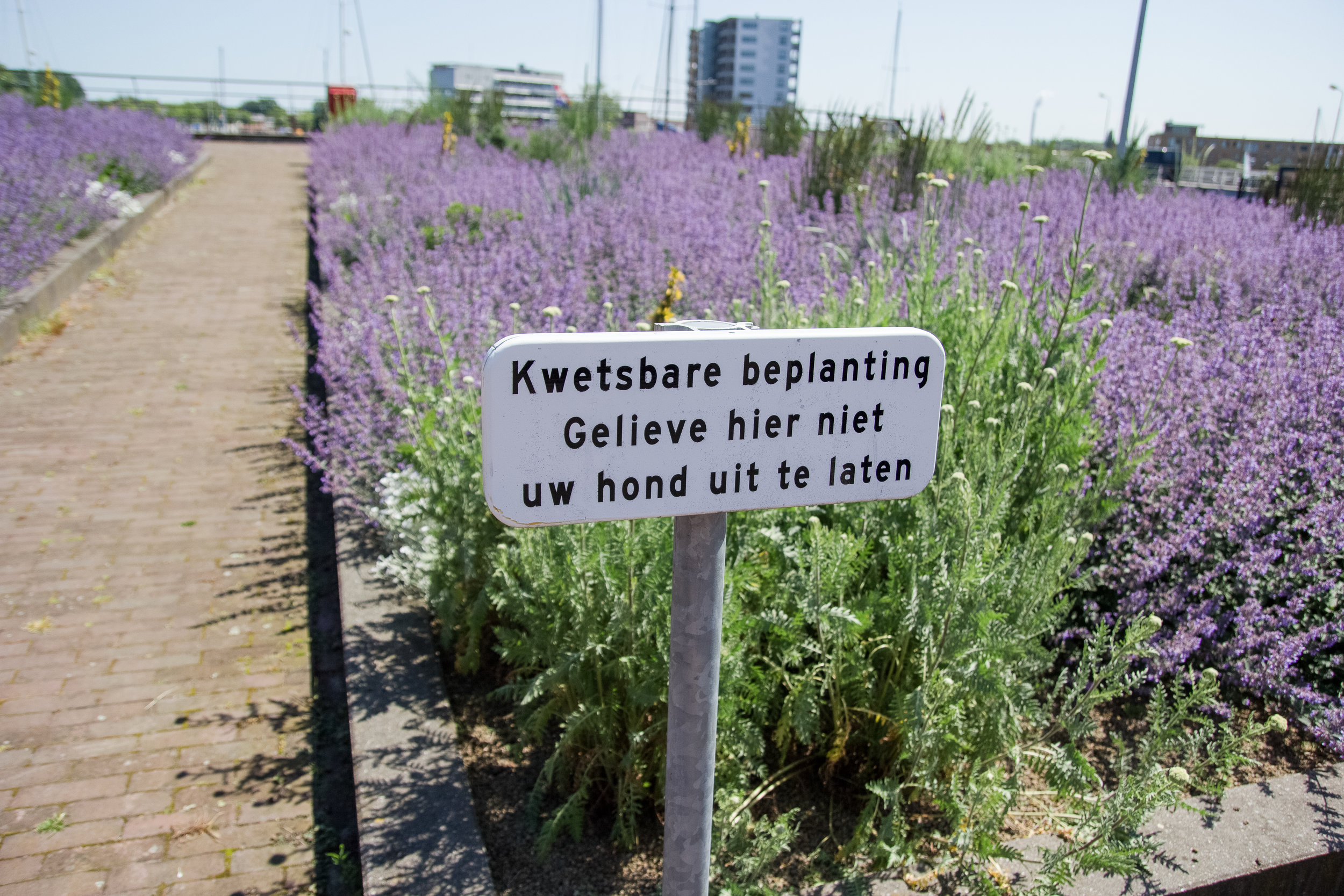  Dutch is a comical language at face value. Gefeliciteerd! Also, beplanting... bee planting. 