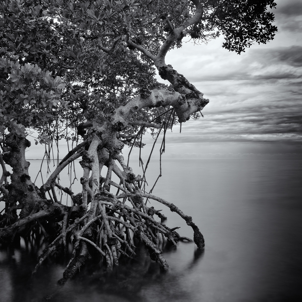 “Remnant Mangrove, Tampa Bay” By Scott Bolendz