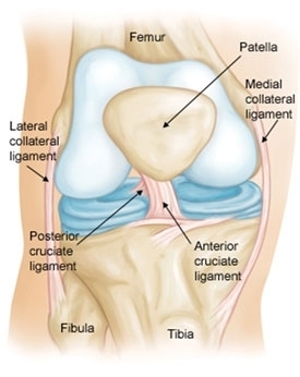 diagram of knee