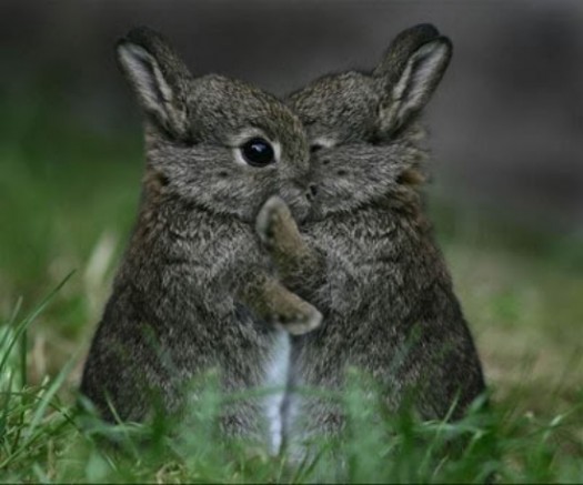 yayomg-bunnies-hugging.jpg