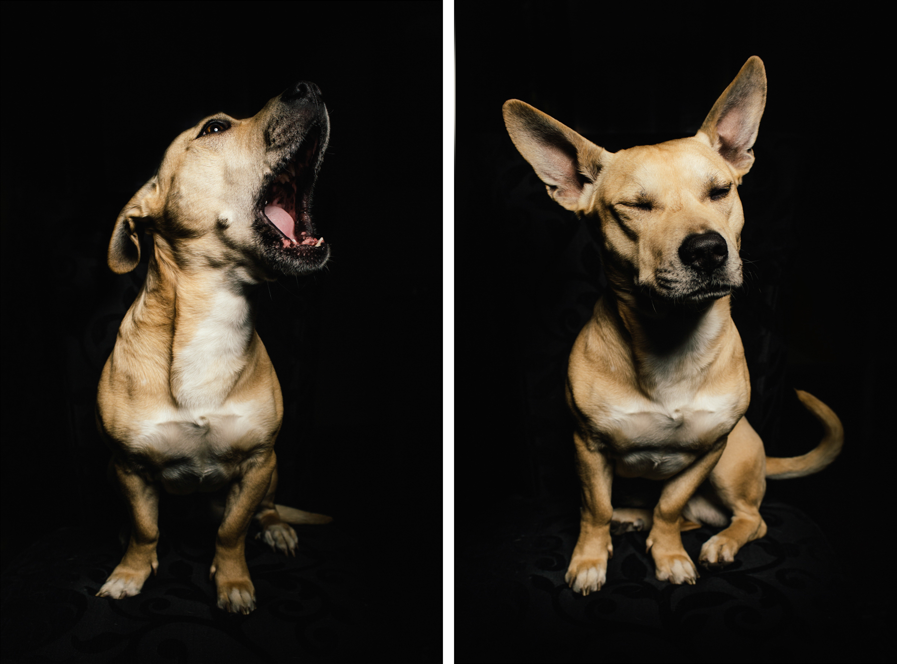 dog portraits