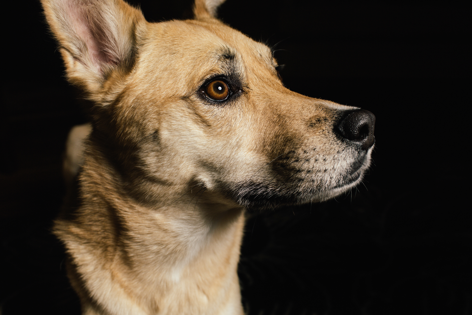 basenji, dingo, husky dog portraits
