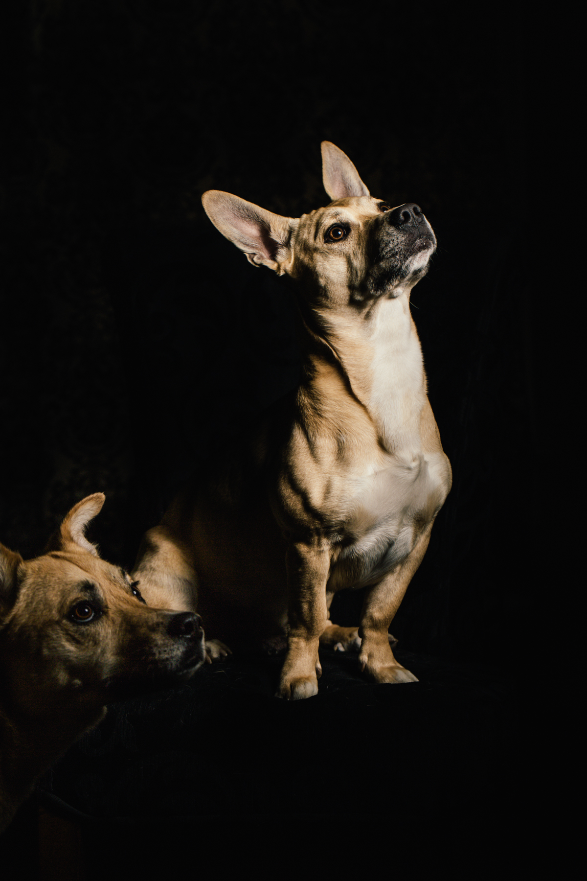 basenji, dingo, husky dog portraits