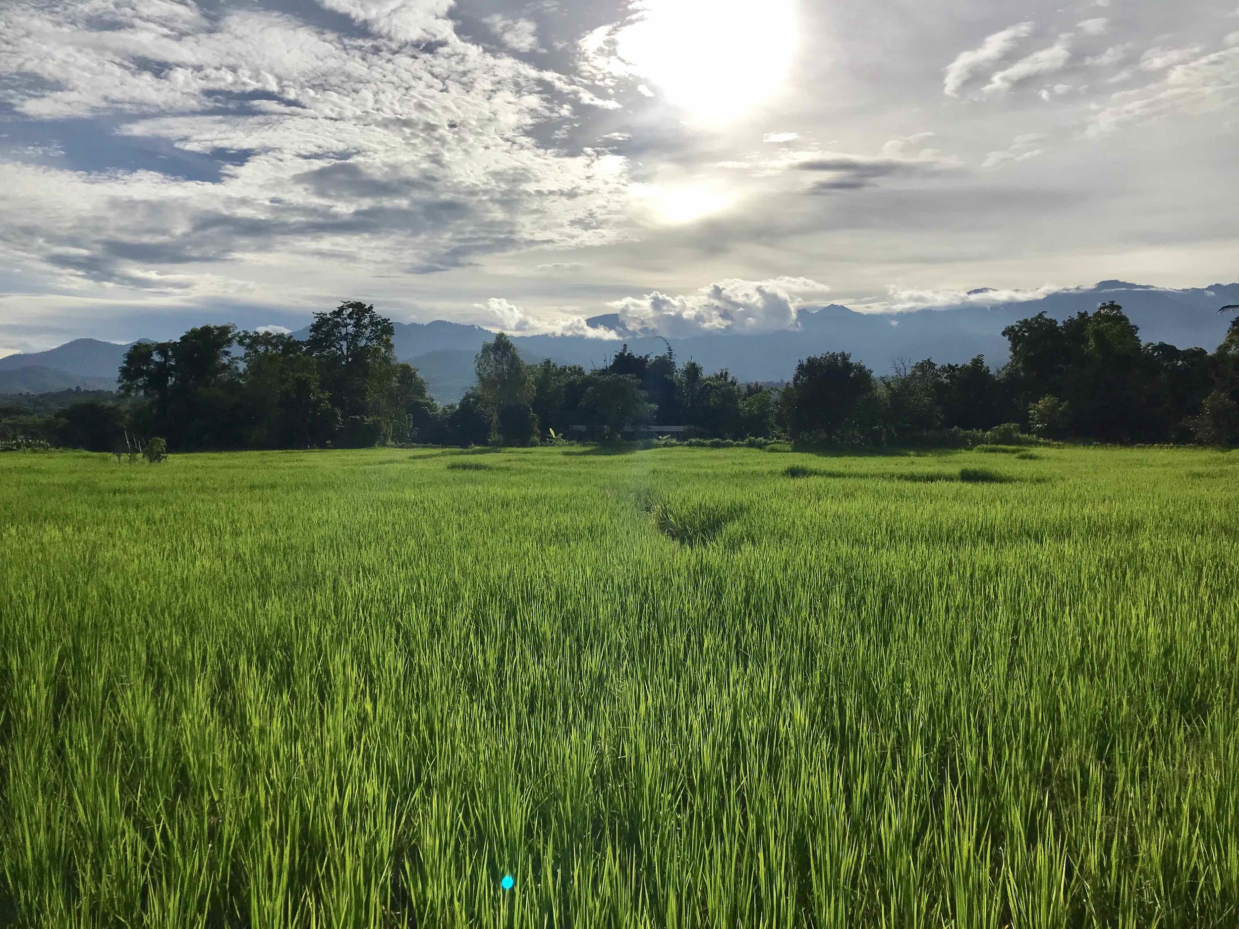  Rice fields in Northeastern Thailand 