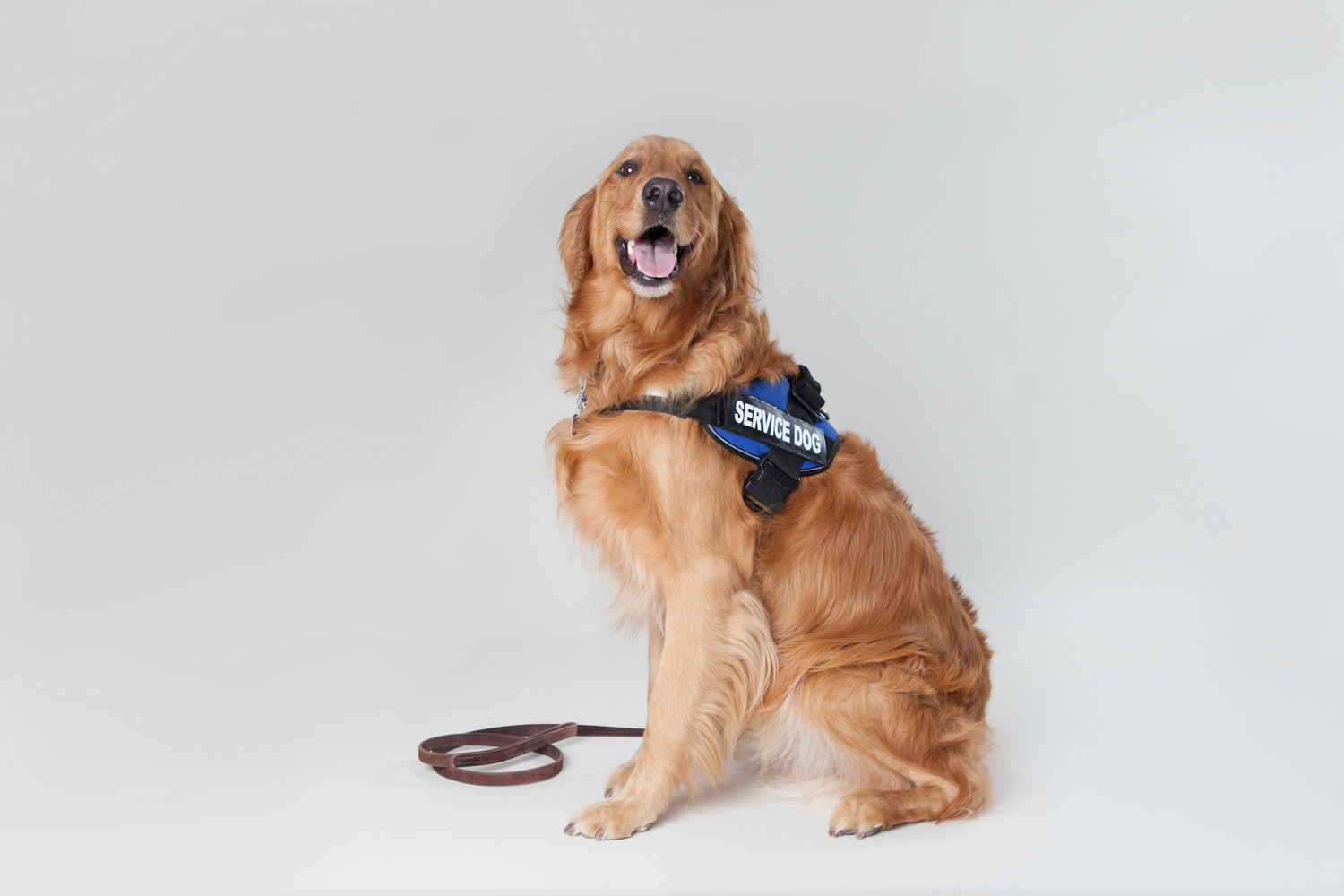 10 Things To Do Instead of Patting That Service Dog — Dog Training with  Kristi Benson