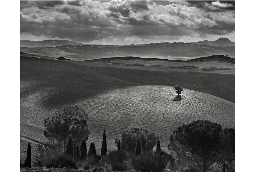 Tuscan Landscape 1 Tree in field Auction Copy