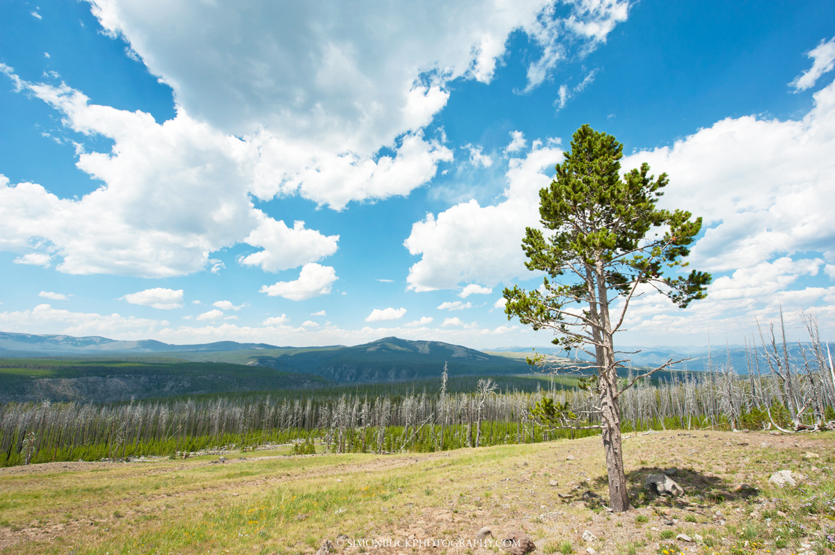 Yellowstone National Park, Landscape photograph, confer, pine, fire, clouds, blue sky