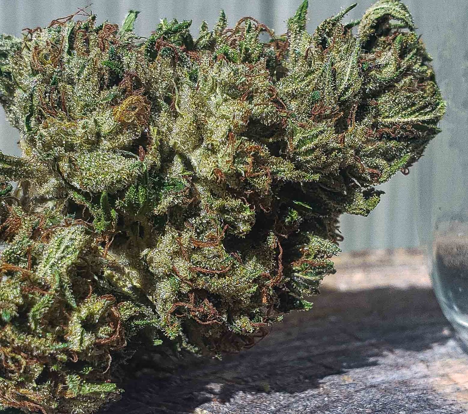 Triangle Kush Cannabis Seeds Info