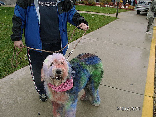 Dying your Dog's Hair 