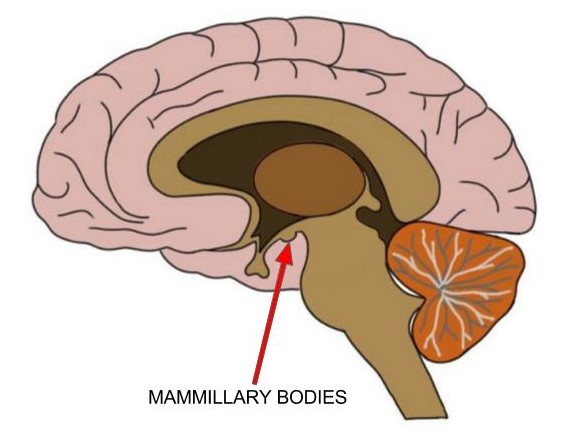 Know Your Brain Mammillary Bodies Neuroscientifically