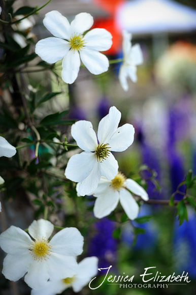 Jessica Elizabeth Photography Carlsbad Flower Fields-5.jpg