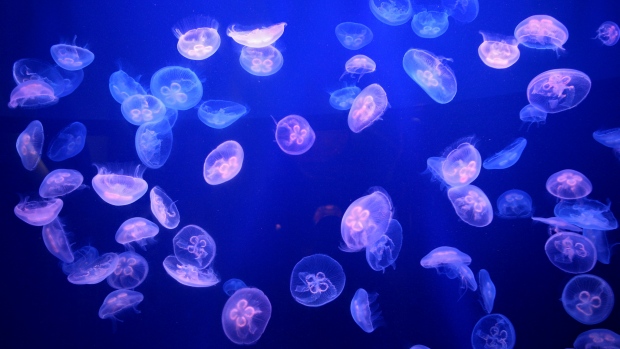 Is there a clear jellyfish species?