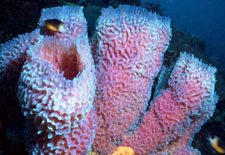 5 Facts About Sponges — Sanibel Sea School