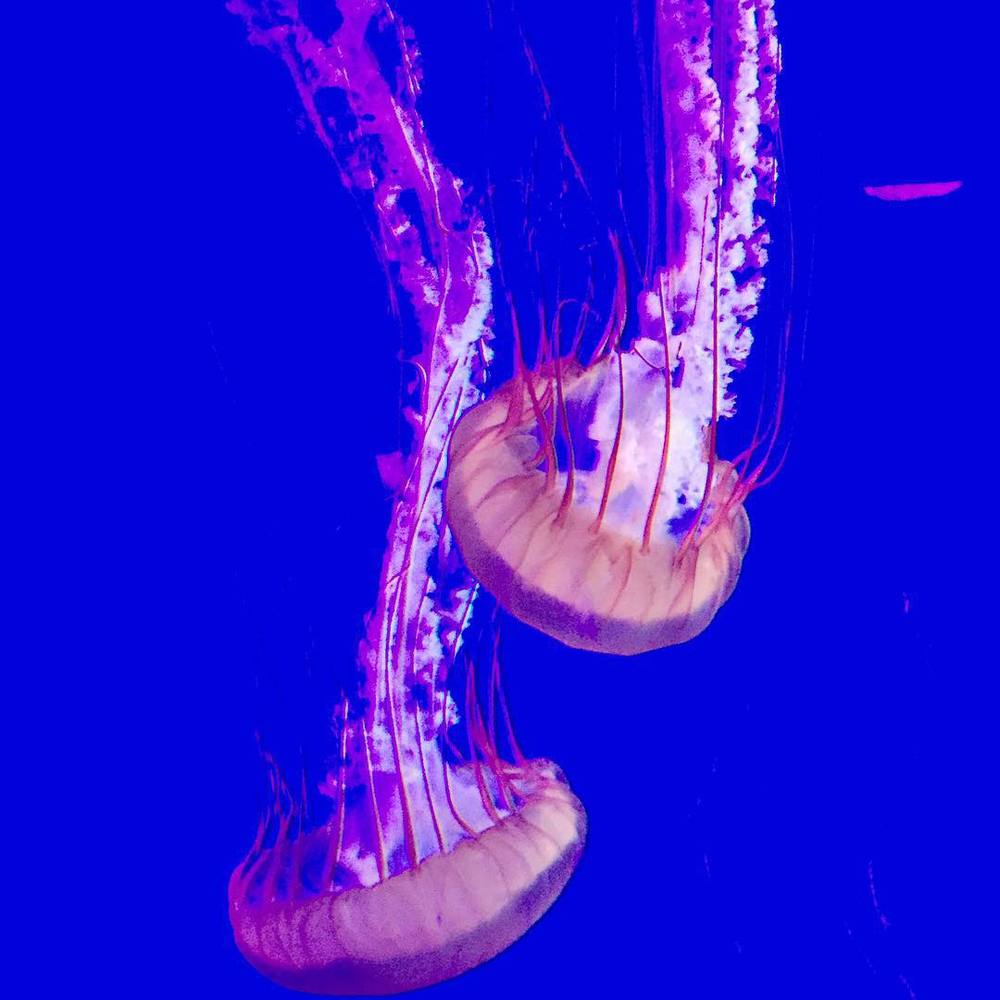Ripley's Aquarium JellyFish