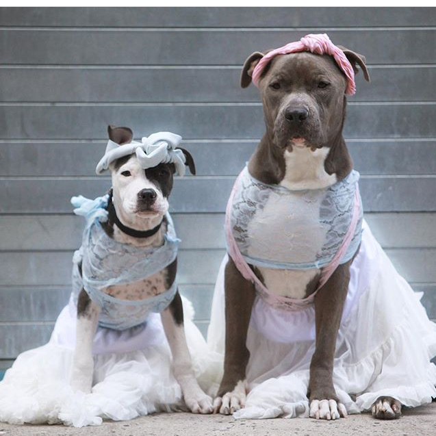 Cute Pitbull Dog Costumes