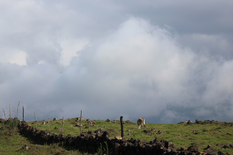 fences, cloudscapes and cow dung!