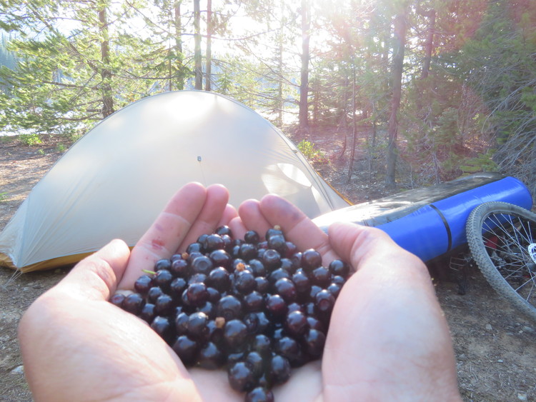 in a desperate move to keep my camp bear safe, I gathered as many huckleberries from the surrounding bushes as I could!